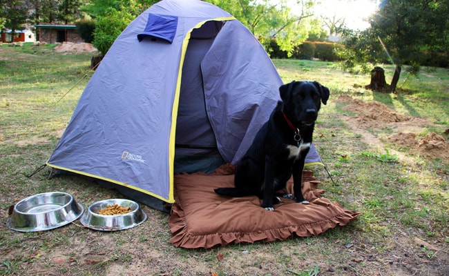 camping-pet-supplies