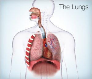 the-lungs