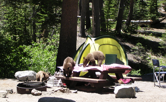 Animal-Proof-Campsite