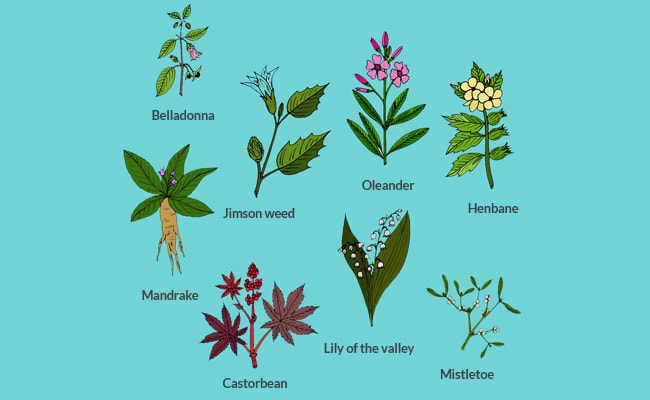 Poisonous-Plants